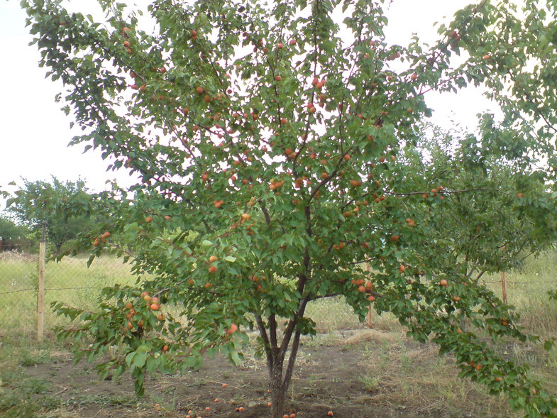 apricot tree