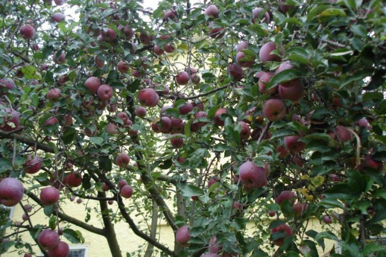 Variedad de manzana pinova