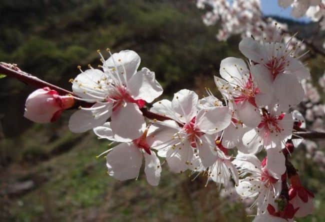 abricots en fleurs