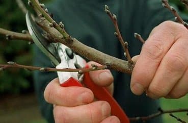 deleting branches