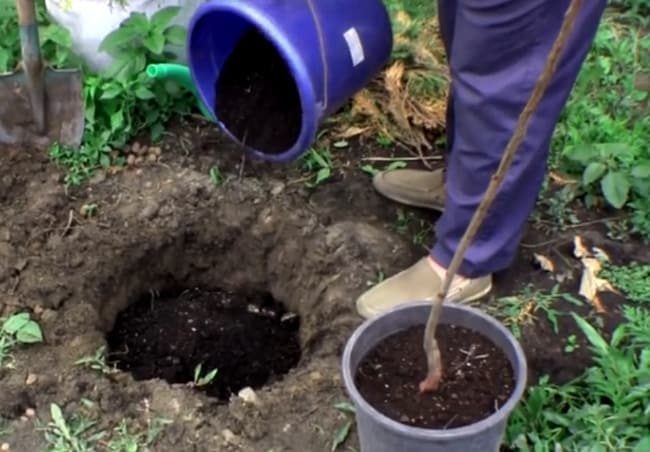 planting apricots