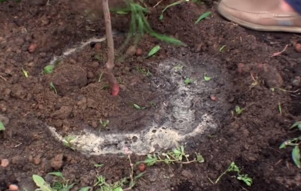 planting apricots