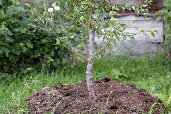 planting cherries