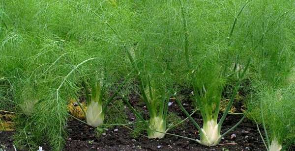 fennel care