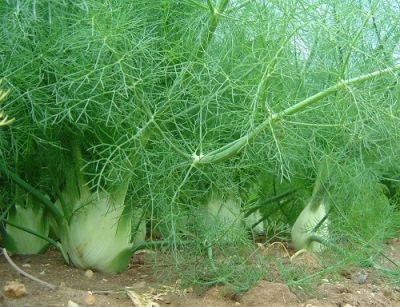 légume de fenouil