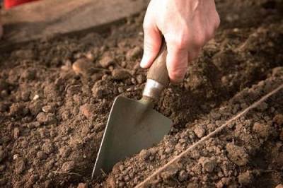 planting fennel