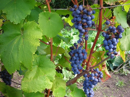 Amur grapes