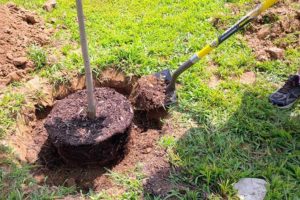 Quand est-ce mieux et comment transplanter correctement les cerises, en automne ou au printemps