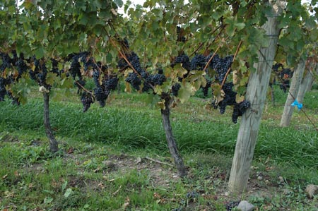 Cabernet Sauvignon grožđe