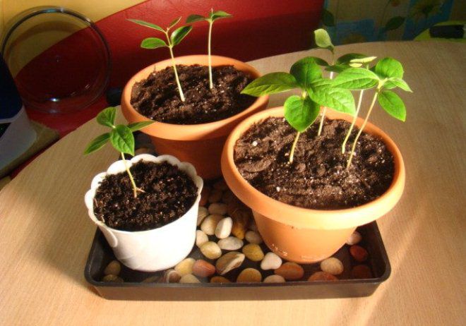 plants d'abricots