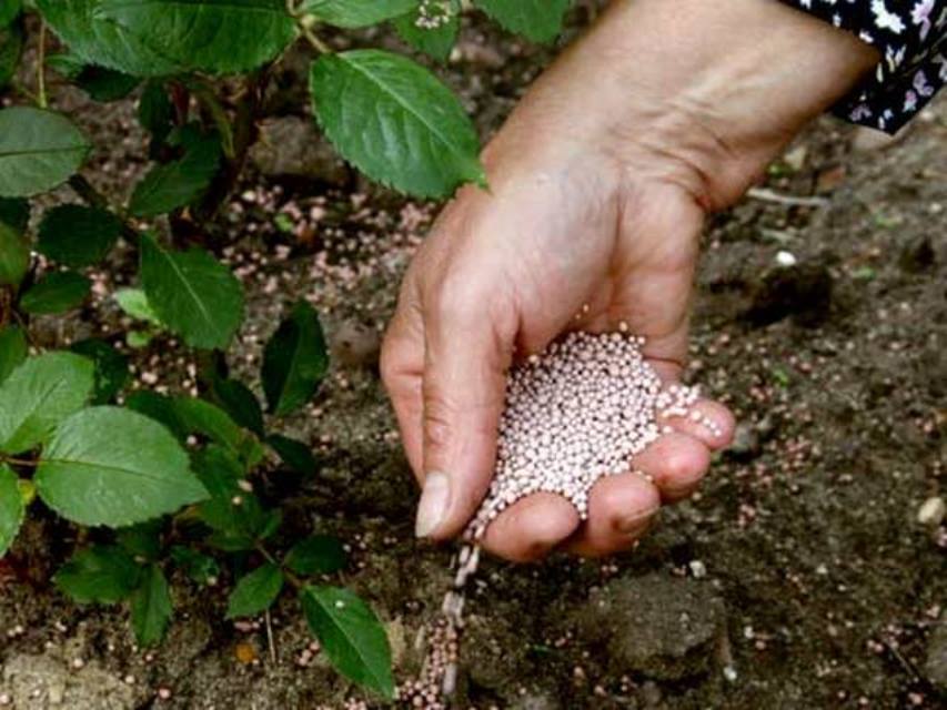 alimentación de plantas