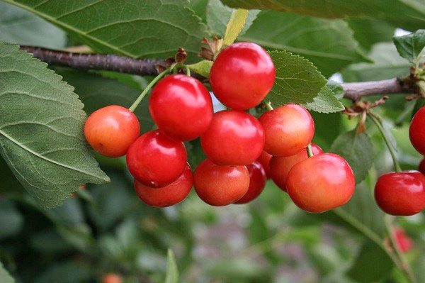 cereza de pájaro