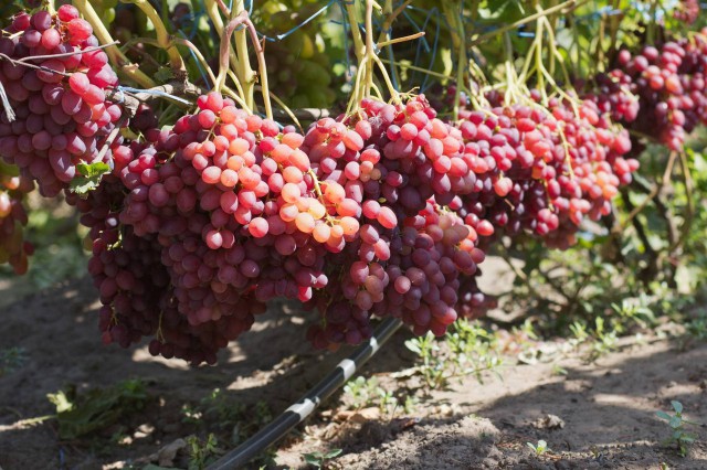 grape transformation