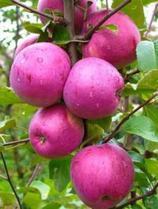 Description and characteristics of the Liberty apple variety, planting and care features