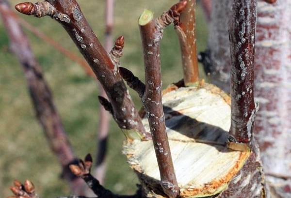 injerto de cereza