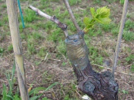 grape grafting