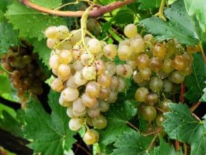 The better to process grapes after prolonged rains in July during the ripening period