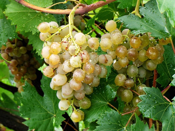 gotas en las uvas