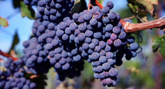 uvas merlot