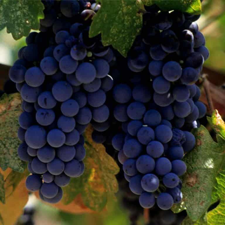 uvas merlot