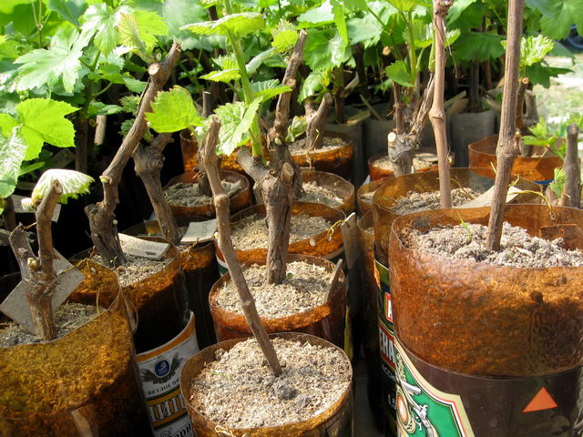 grape seedlings