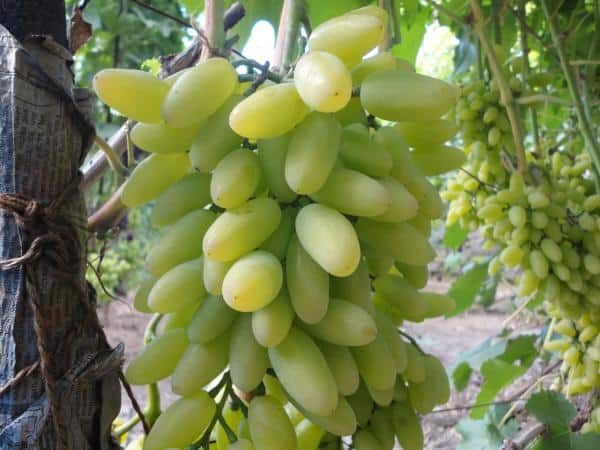 bunch of grapes ladies fingers