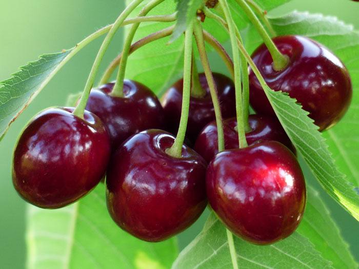 cherry assol