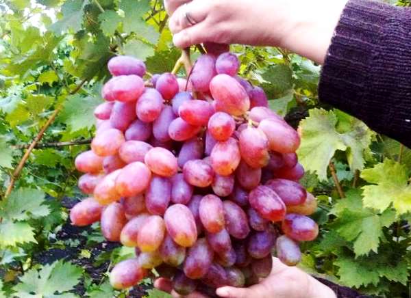 Uvas julianas