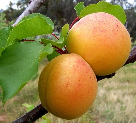 manchú de albaricoque