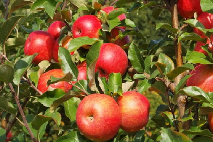 croustillant aux pommes et au miel