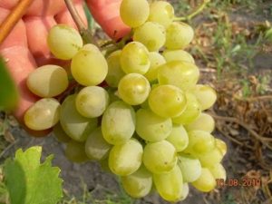 Descripción y características de las uvas de la fruta Harold e historia de la creación.