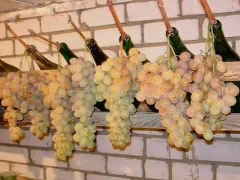 storage of grapes