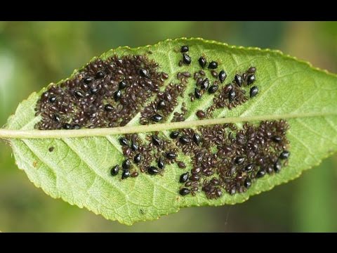 aphids on cherries