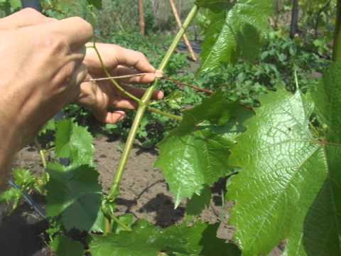 pinching grapes