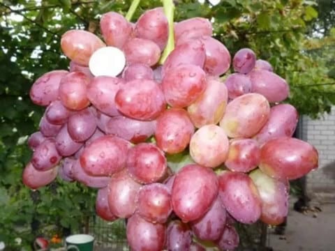 Sofia grapes