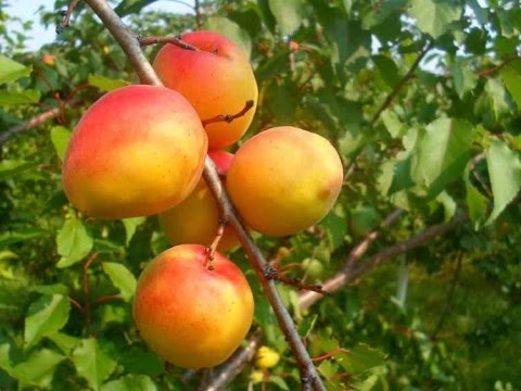 Melitopol apricot