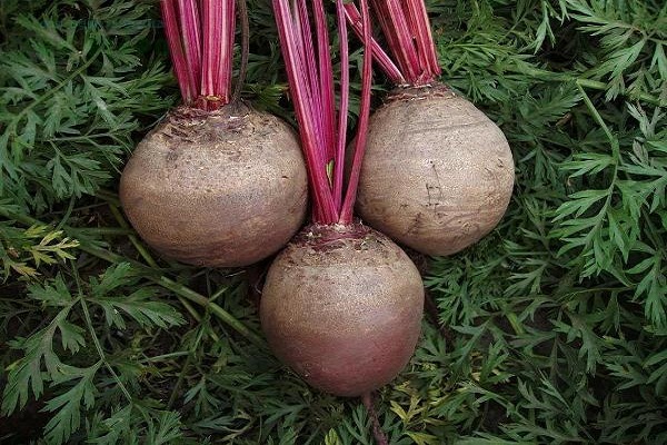 beet varieties