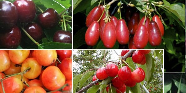 différentes variétés de cerises