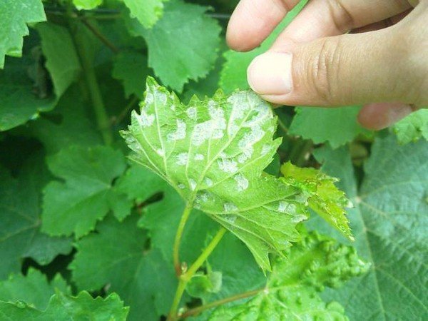 acarien sur une feuille