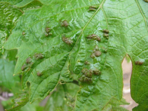 the appearance of a grape mite