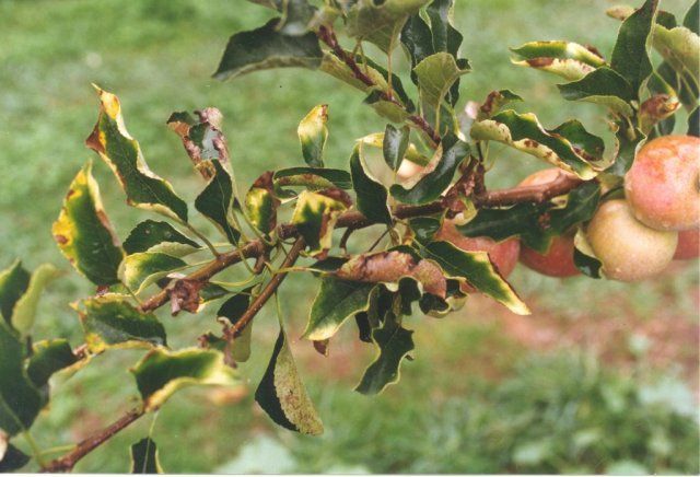 pourquoi les feuilles du pommier jaunissent-elles