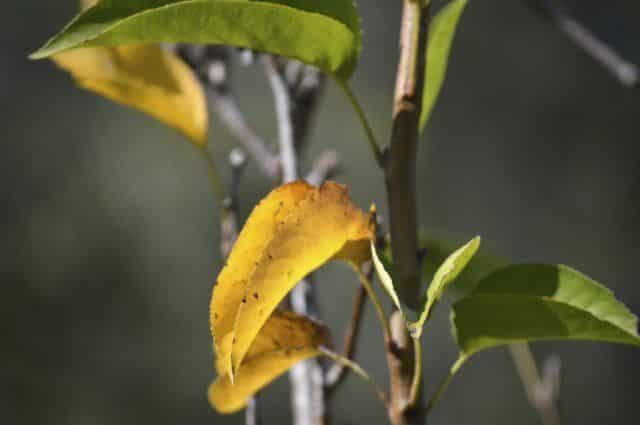 pourquoi les feuilles du pommier jaunissent-elles