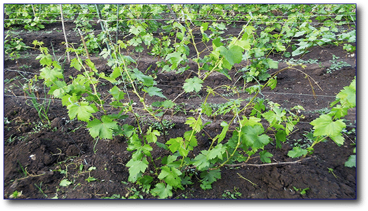 buisson de raisin