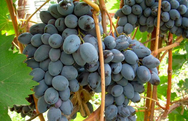 almacenamiento de uvas