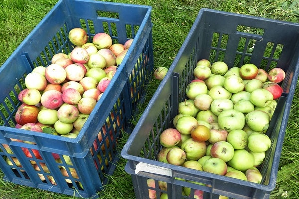 pommes dans une boîte