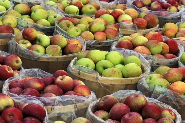 fruit picking