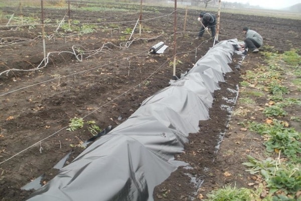 preparation of the vine