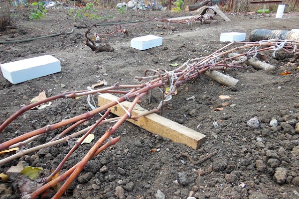 bush grapes