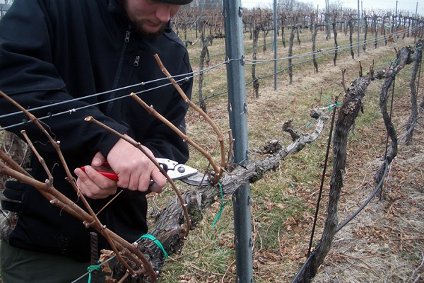 pruning grapes