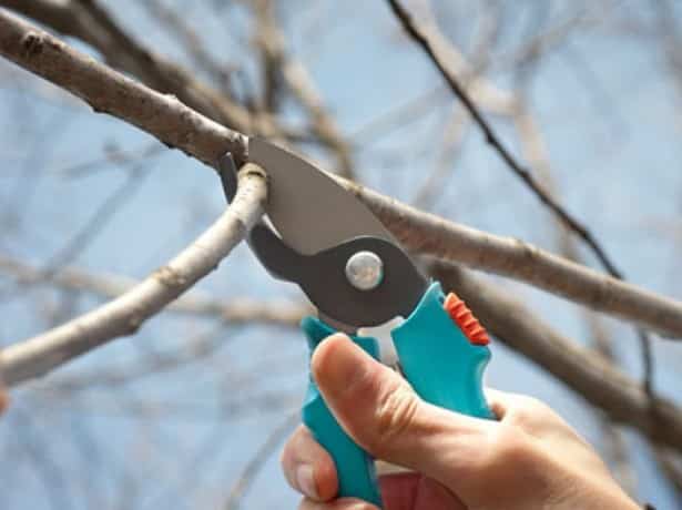 cherry pruning